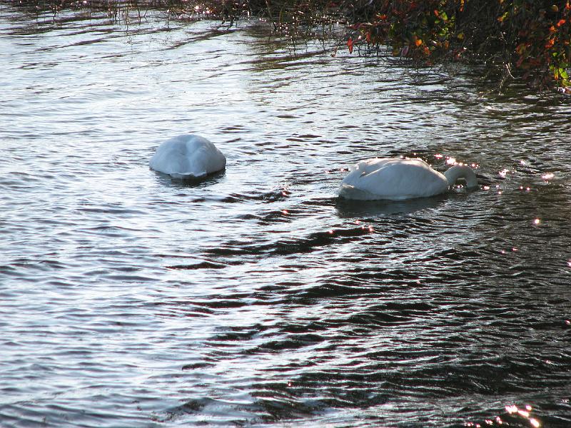 2008-10-11_Tiverton_Trustom 089.jpg